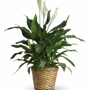 Simply Elegant Spathiphyllum Peace Lily