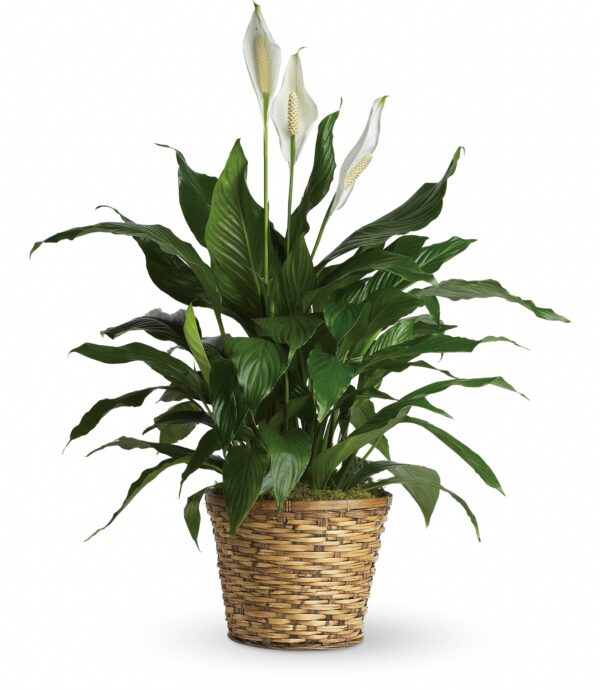 Simply Elegant Spathiphyllum Peace Lily