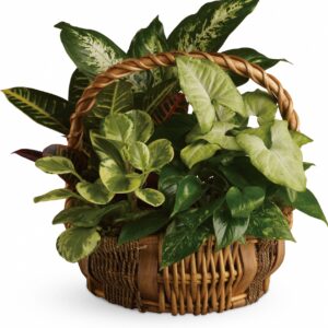 Emerald Garden Basket