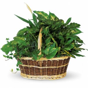 Basket Garden