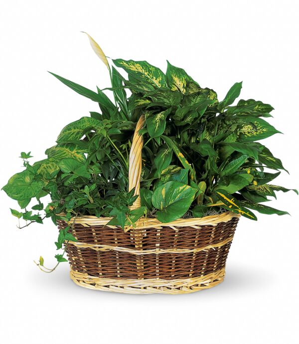 Basket Garden