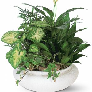 Medium Dish Garden